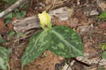 Pale yellow trillium